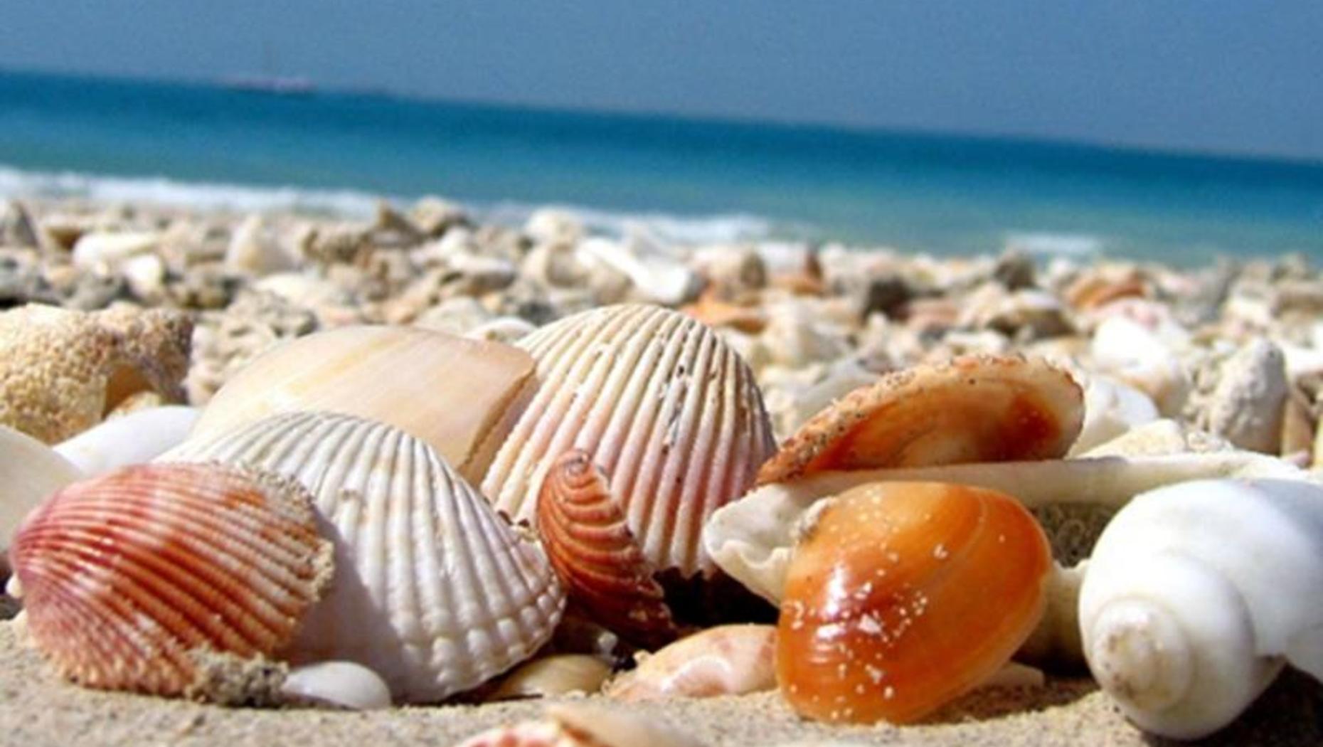7 Facts About Seashells & Sea Life ::  :: Buy