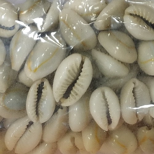 Nigerian Cowries Charming Charms: Wisdom, Wealth And Wellbeing! – Simply JD